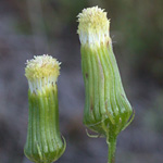 American Burnweed