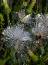 American Burnweed