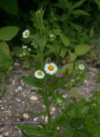 Eastern Daisy Fleabane