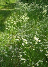 Eastern Daisy Fleabane