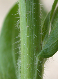 Eastern Daisy Fleabane