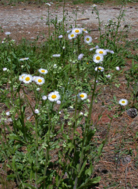 Philadelphia Fleabane