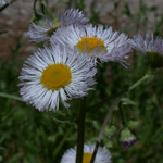 Philadelphia Fleabane Philadelphia Fleabane