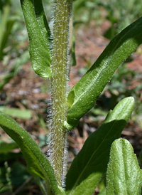 Philadelphia Fleabane