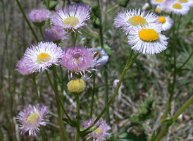 Philadelphia Fleabane