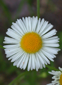 Prairie Fleabane