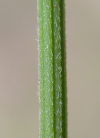 Prairie Fleabane
