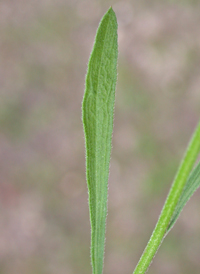 Prairie Fleabane