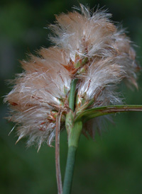 Tawny Cotton-grass