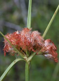 Tawny Cotton-grass