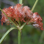 Tawny Cotton-grass Tawny Cotton-grass