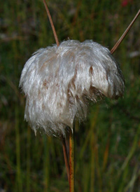 Tawny Cotton-grass