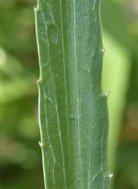 Rattlesnake-master