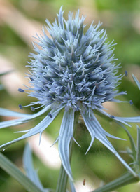 Rattlesnake-master