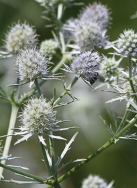 Rattlesnake-master