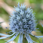 Rattlesnake-master Rattlesnake-master