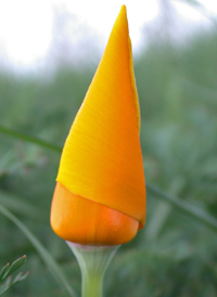 Californian Poppy