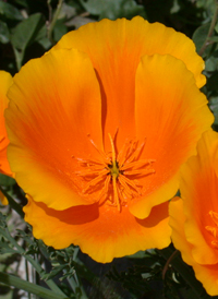 Californian Poppy