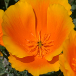 California Poppy California Poppy