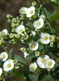 Flowering Spurge