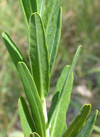 Flowering Spurge