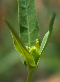 Flowering Spurge