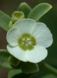 Flowering Spurge