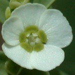 Flowering Spurge Flowering Spurge