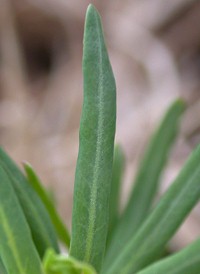 Cypress Spurge