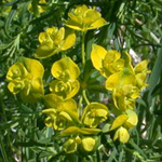 Cypress Spurge Cypress Spurge