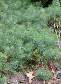 Cypress Spurge