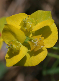 Cypress Spurge