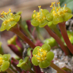 Ipecac Spurge Ipecac Spurge