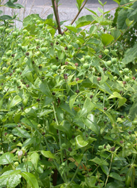 Caper Spurge