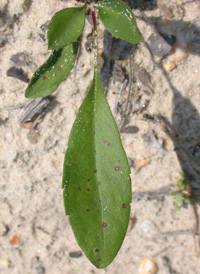 Slender Aster