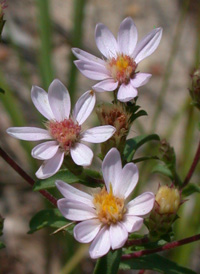 Slender Aster