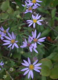 Slender Aster