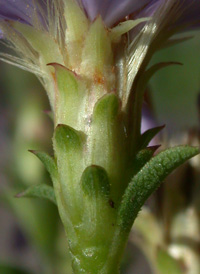 Slender Aster