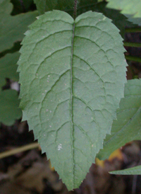 White Wood Aster