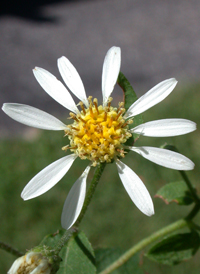 White Wood Aster