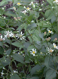 White Wood Aster