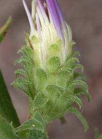 Eastern Showy Aster