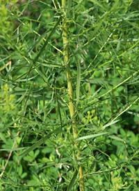 Slender Fragrant Goldenrod