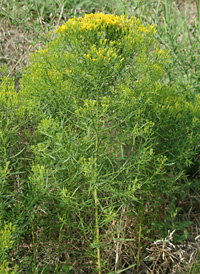 Slender Fragrant Goldenrod