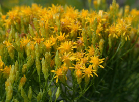 Slender Fragrant Goldenrod