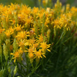 Slender Fragrant Goldenrod