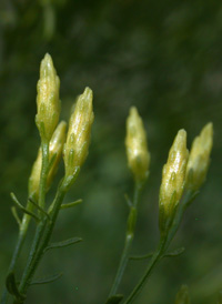 Slender Fragrant Goldenrod