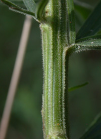 Lance-leaved Goldenrod