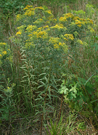 Lance-leaved Goldenrod