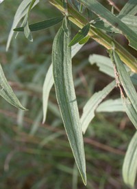 Lance-leaved Goldenrod